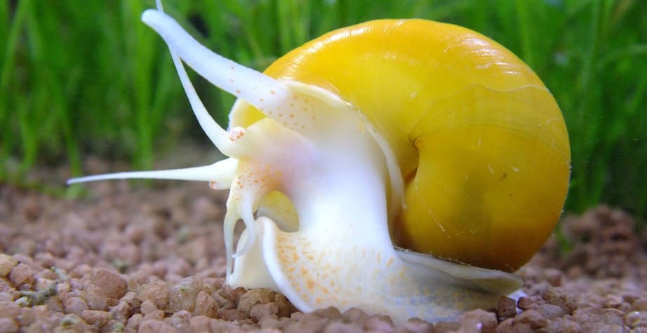 Улитка Ампулярия (Pomacea bridgesii) альбиносная форма