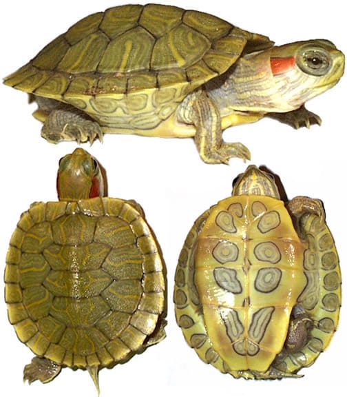 Части панциря черепахи. Красноухая желтобрюхая черепаха. Панцирь красноухой черепахи. Среднеазиатская красноухая черепаха. Красноухая черепаха сверху.