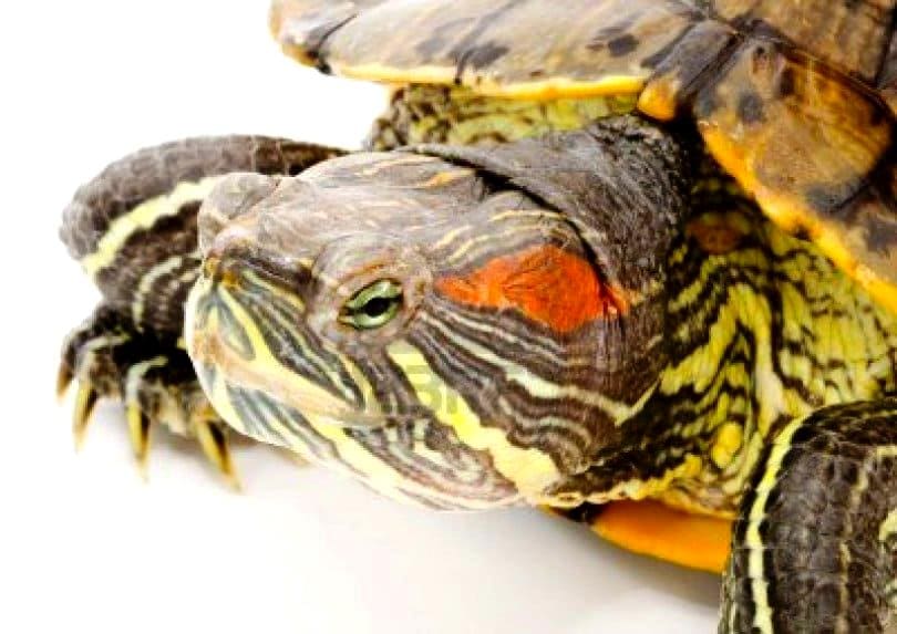 Гвианская носатая лягушковая черепаха: особенности, разведение и содержание