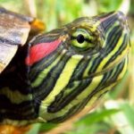 Красноухая черепаха (Pseudemys scripta elegans)