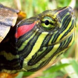 Красноухая черепаха (Pseudemys scripta elegans) превью