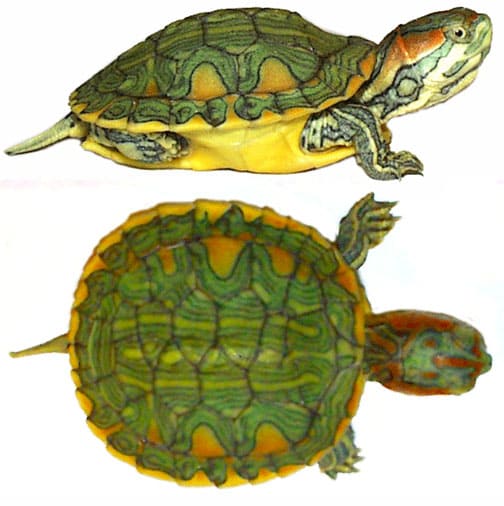 Толщина панциря черепахи. Среднеазиатская красноухая черепаха. Панцирь красноухой черепахи. Красноухая черепаха виды. Строение красноухой черепахи.