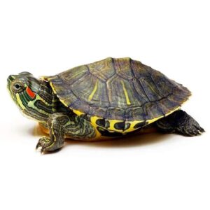 Черепаха КрасноухаяКрасноухая черепаха (Pseudemys scripta) купить