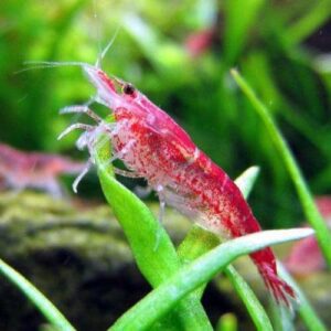 Креветка вишневая (Neocaridina denticulata sinensis — Cherry shrimp) превью