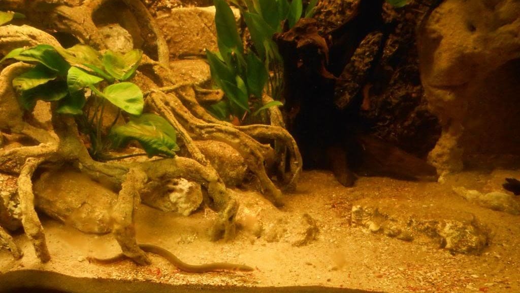 Каламоихт калабарский (Erpetoichthys calabaricus) аквариум биотоп 2.