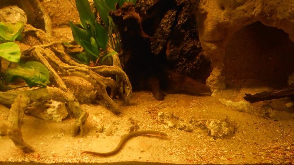 Каламоихт калабарский (Erpetoichthys calabaricus) аквариум биотоп 3.