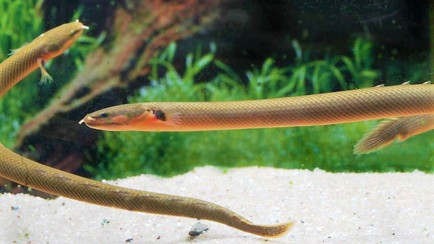 Каламоихт калабарский (Erpetoichthys calabaricus) редкие и интересные рыбы 2.
