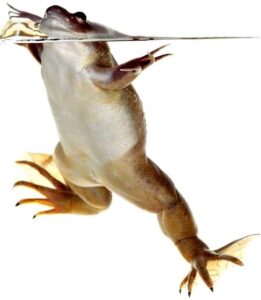 Лягушка карликовая водная (Hymenochirus boettgeri) для содержания в аквариуме