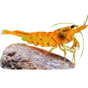 Креветка Тигровая Золотая/Оранж (Golden/Orange Tiger Shrimp) купить