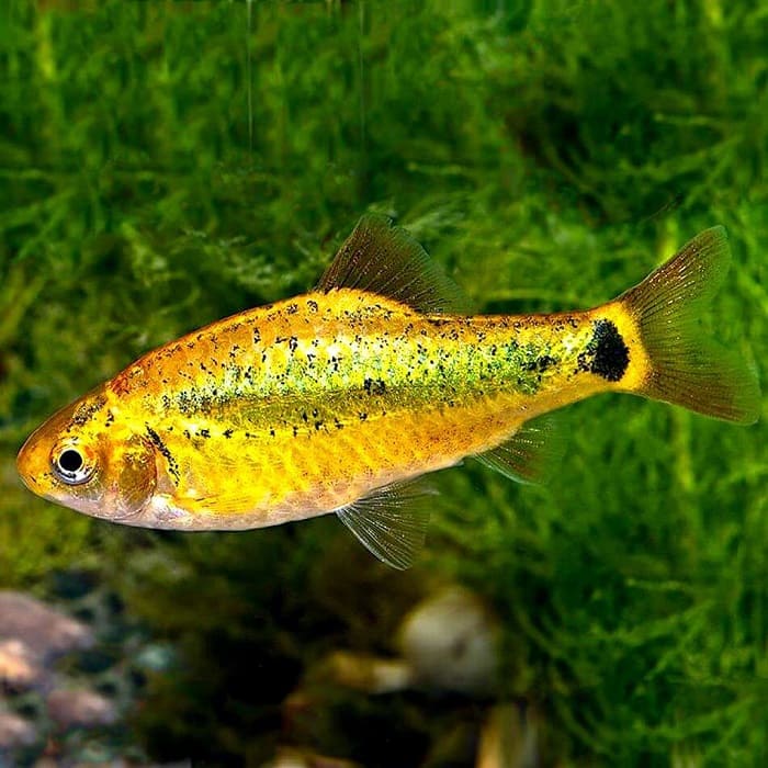 Фото аквариумная рыбка barbus semifasciolatus