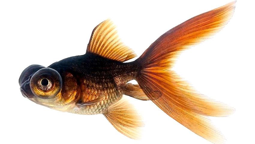 Золотая рыбка Телескоп (Telescope Goldfish) внешний вид, вид сбоку