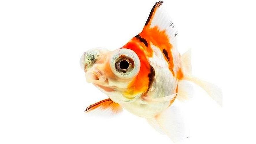 Золотая рыбка Телескоп (Telescope Goldfish) одна из более чем 125 разновидностей селекционных форм Вуалехвоста
