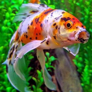 Золотая рыбка Шубункин (Shubunkin Goldfish)