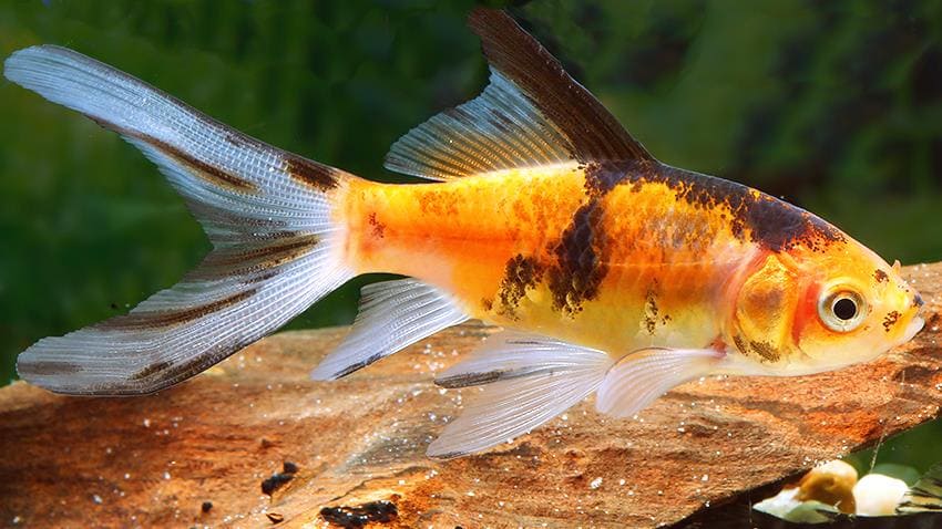 Шубункин (Shubunkin Goldfish) вешний вид, варианты окраски 4