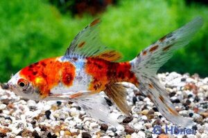 Золотая рыбка Шубункин (Shubunkin Goldfish) 1