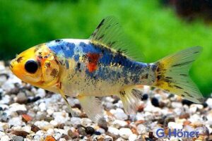 Золотая рыбка Шубункин (Shubunkin Goldfish) 2
