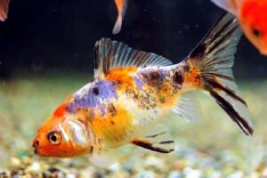 Золотая рыбка Шубункин (Shubunkin Goldfish) 4
