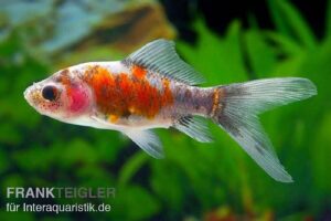 Золотая рыбка Шубункин (Shubunkin Goldfish) 5