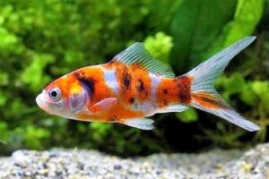 Золотая рыбка Шубункин (Shubunkin Goldfish) 6