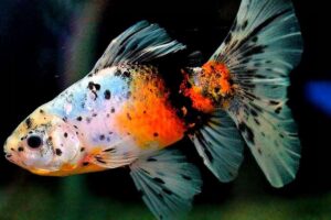 Золотая рыбка Шубункин (Shubunkin Goldfish) 9