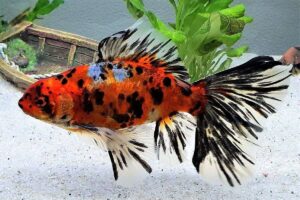 Золотая рыбка Шубункин (Shubunkin Goldfish) 8