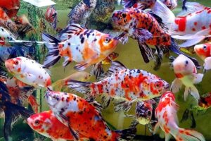 Золотая рыбка Шубункин (Shubunkin Goldfish) 7
