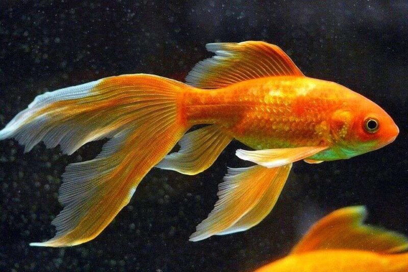 Золотая рыбка Комета (Comet Goldfish) 4