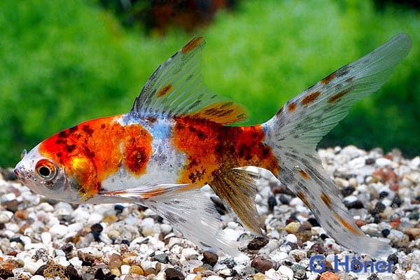 Шубункин (Shubunkin Goldfish) вешний вид, варианты окраски 1