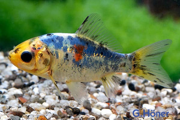 Шубункин (Shubunkin Goldfish) вешний вид, варианты окраски 3