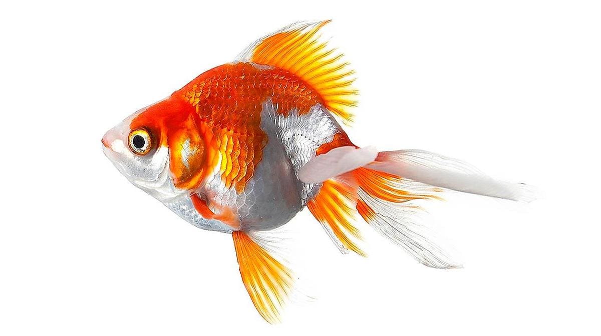 Рюкин красно-белый (Ryukin red-white Goldfish) внешний вид, описание