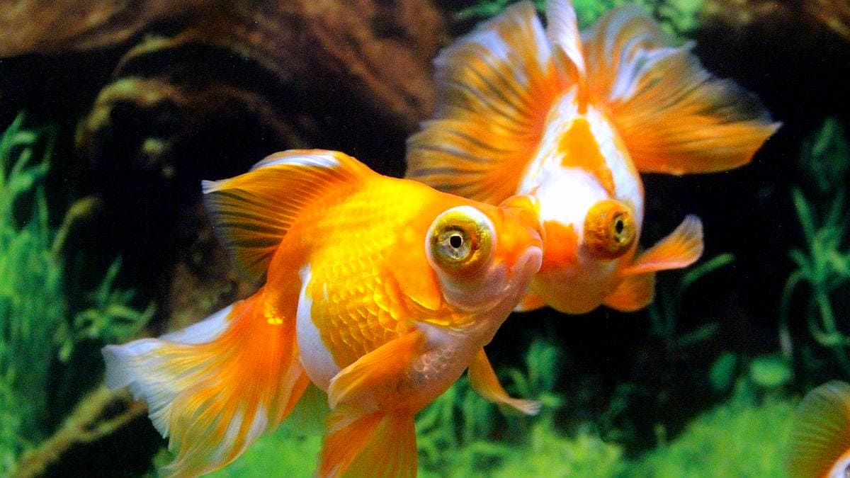 Золотая рыбка Телескоп (Telescope Goldfish) разнообразие форм и расцветок 2