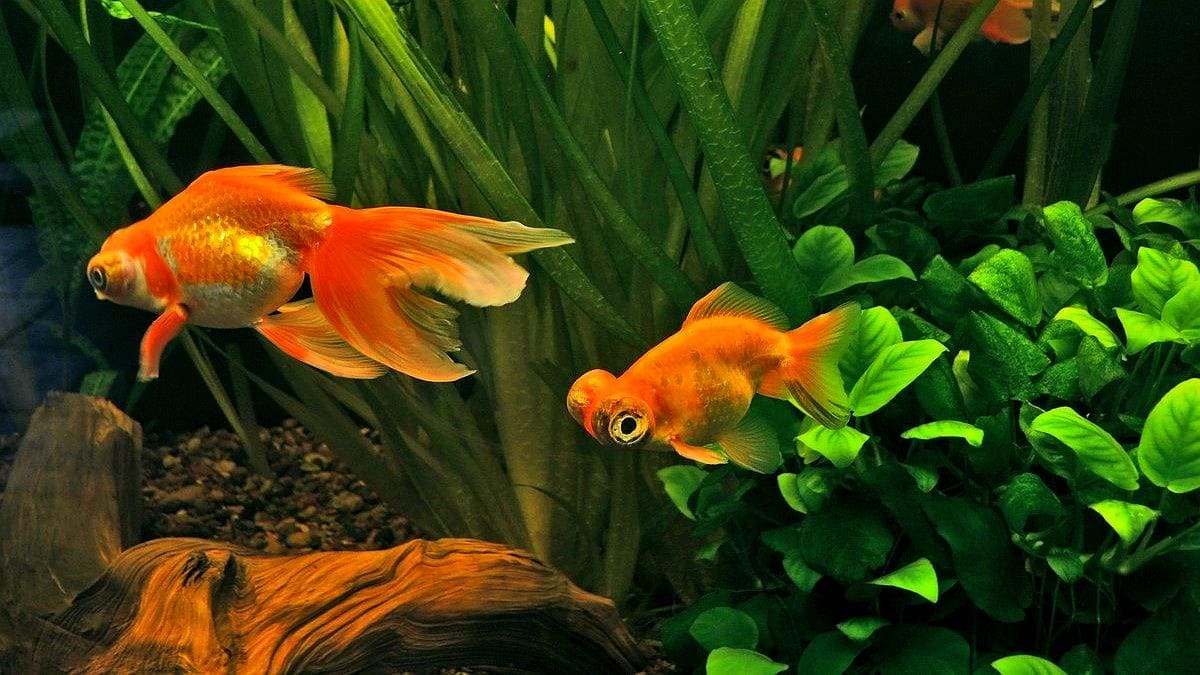 Золотая рыбка Телескоп (Telescope Goldfish) в аквариуме с живыми растениями