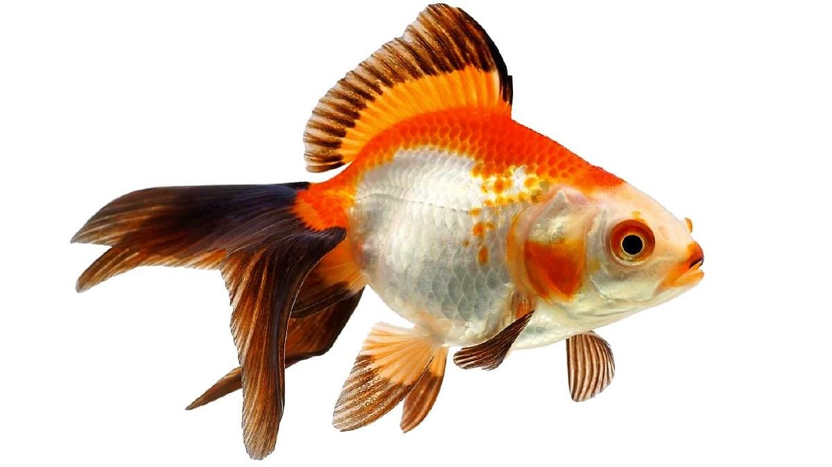 Рюкин трехцветный (Goldfish Ryukin tricolour) внешний вид, описание