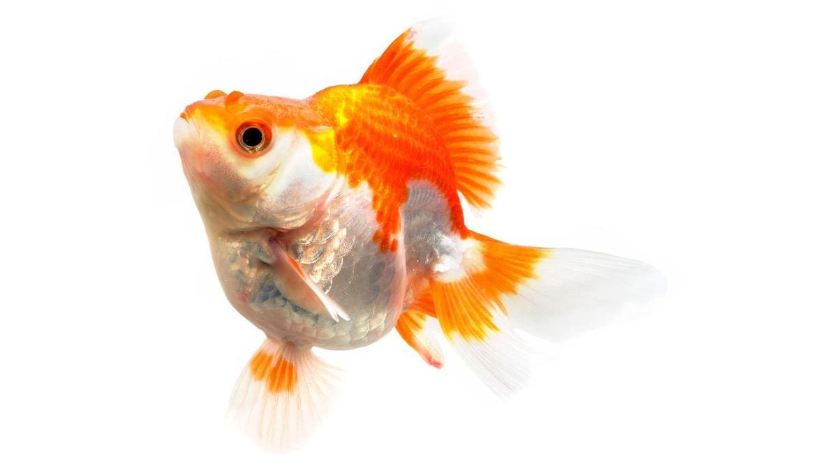 Золотая рыбка Рюкин (Ryukin Goldfish)