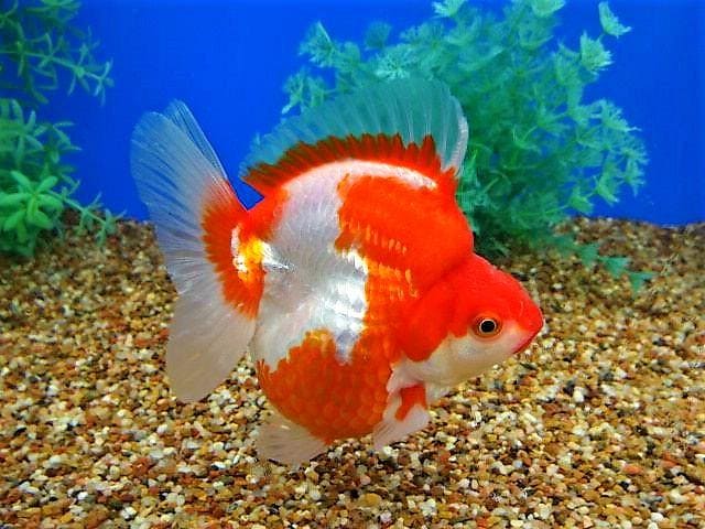 Рюкин (Ryukin Goldfish) цветовые вариации и формы 1