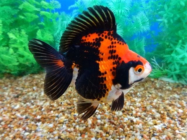 Рюкин (Ryukin Goldfish) цветовые вариации и формы 2