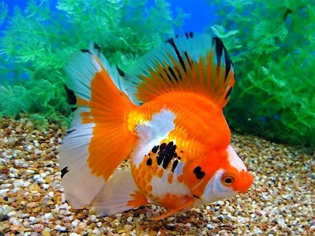 Рюкин (Ryukin Goldfish) цветовые вариации и формы 3
