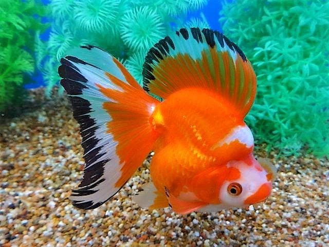 Рюкин (Ryukin Goldfish) цветовые вариации и формы 7
