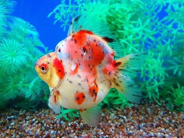 Рюкин (Ryukin Goldfish) цветовые вариации и формы 5