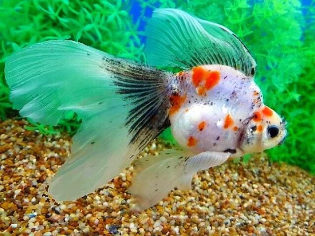 Рюкин (Ryukin Goldfish) цветовые вариации и формы 6