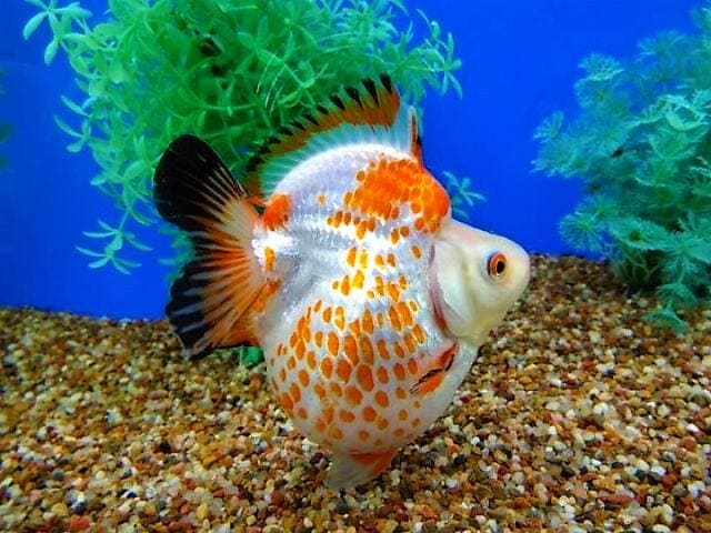 Рюкин (Ryukin Goldfish) цветовые вариации и формы 10