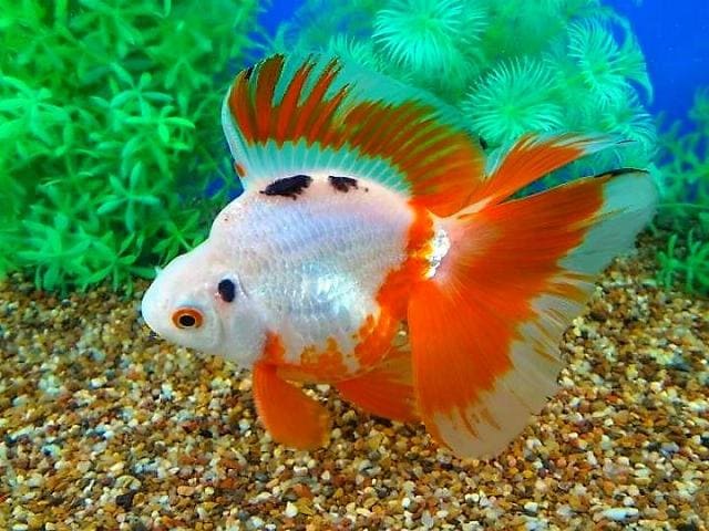 Рюкин (Ryukin Goldfish) цветовые вариации и формы 8