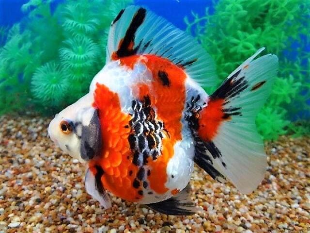 Рюкин (Ryukin Goldfish) цветовые вариации и формы 9