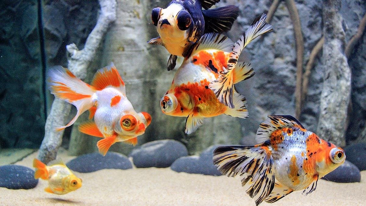 Золотая рыбка Телескоп (Telescope Goldfish) предпочитают жить в обществе себе подобных