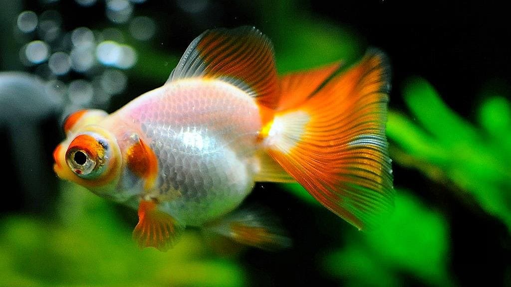 Золотая рыбка Телескоп (Telescope Goldfish) разнообразие форм и расцветок 3
