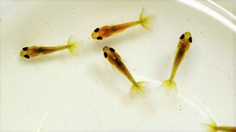 Золотая рыбка Телескоп (Telescope Goldfish) мальки, размножение