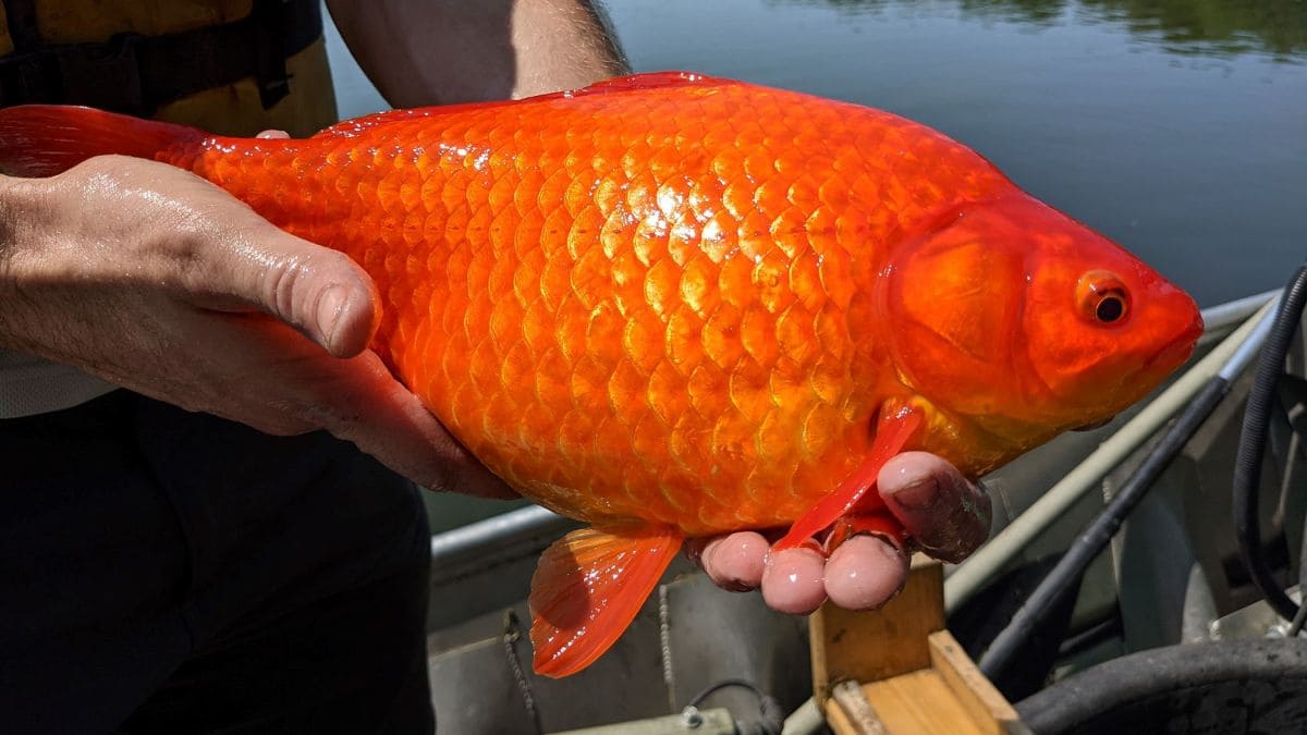 Гигантская золотая рыбка была обнаружена в водах озера Тахо