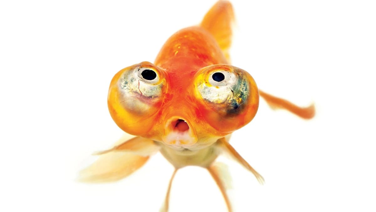 Золотая рыбка небесное око или звездочёт