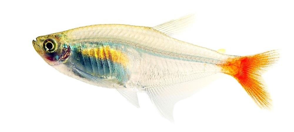 Тетра стеклянная (Prionobrama filigera) аквариумная рыбка, внешний вид