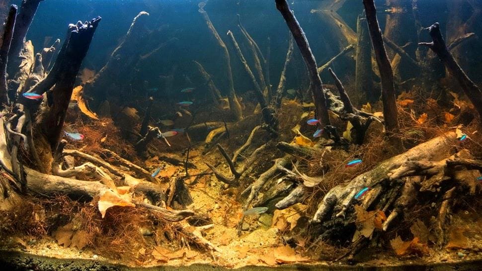 Тетра стеклянная (P. filigera) аквариум-биотоп, Игарапэ-ду-даракуа приток Рио-Негро